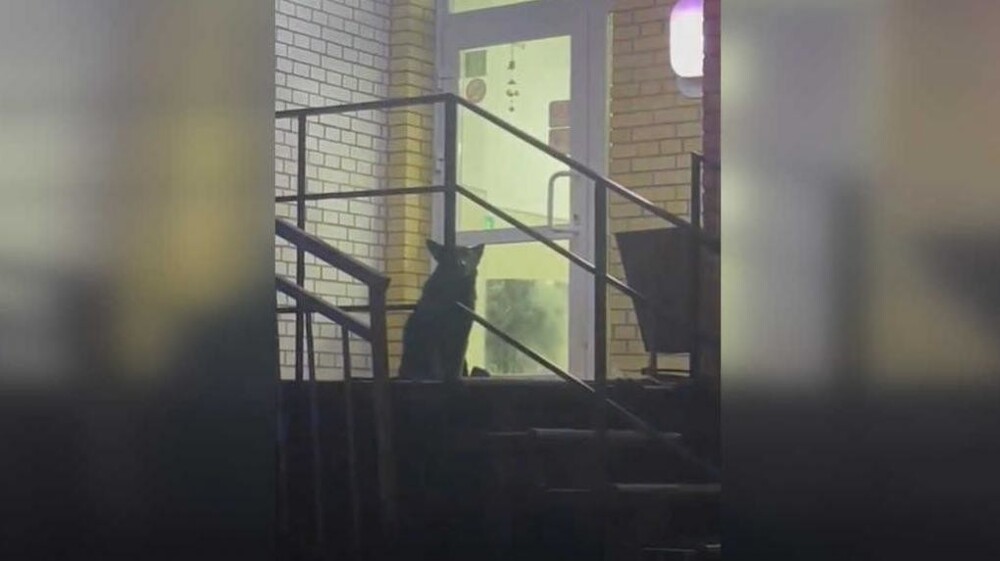 Агрессивная собака почти пять часов осаждала пункт выдачи в Омске