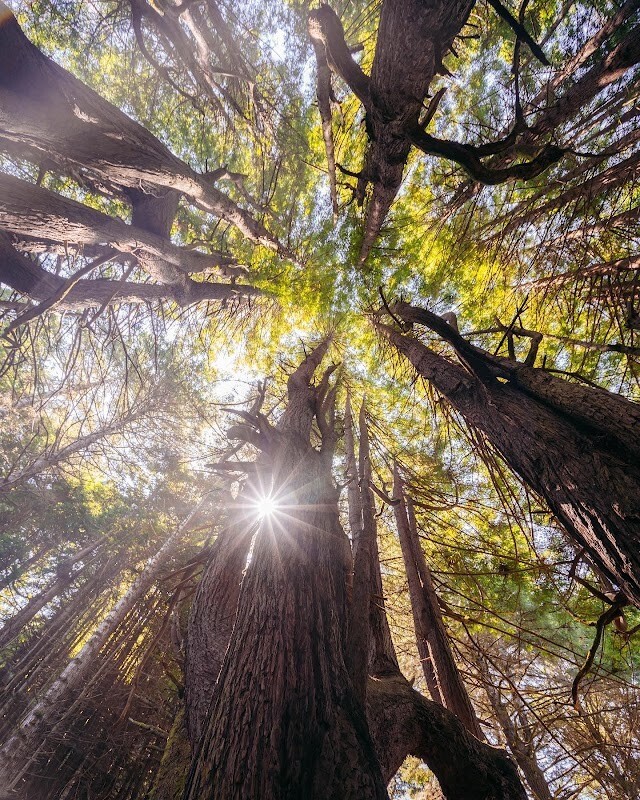 Как ветра и случайность спасли секвойи Затерянного Берега