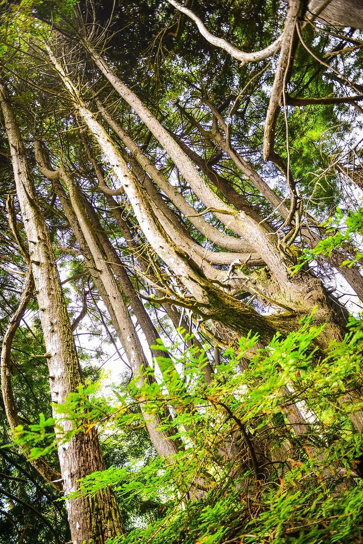 Как ветра и случайность спасли секвойи Затерянного Берега