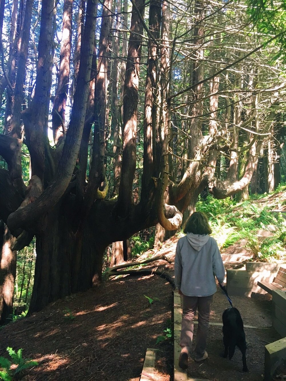 Как ветра и случайность спасли секвойи Затерянного Берега