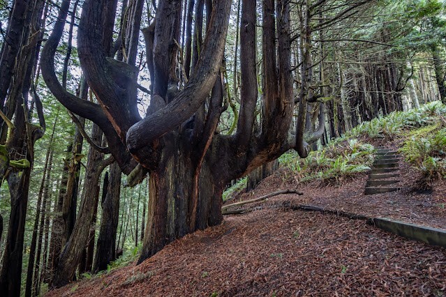 Как ветра и случайность спасли секвойи Затерянного Берега