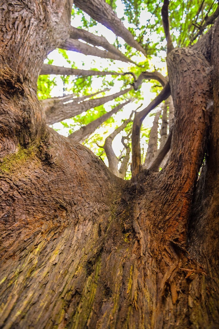 Как ветра и случайность спасли секвойи Затерянного Берега
