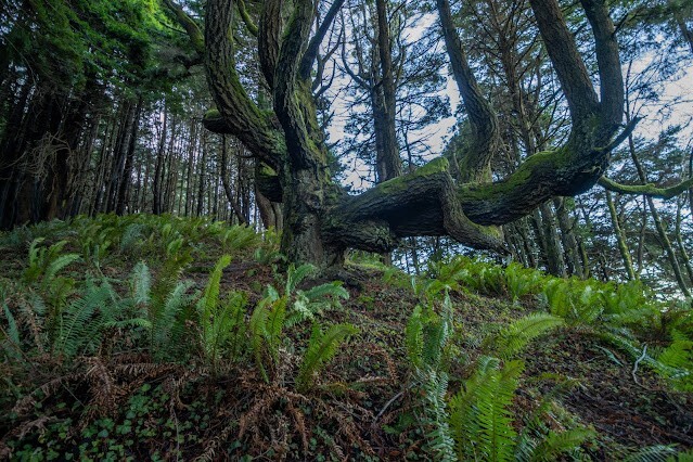 Как ветра и случайность спасли секвойи Затерянного Берега