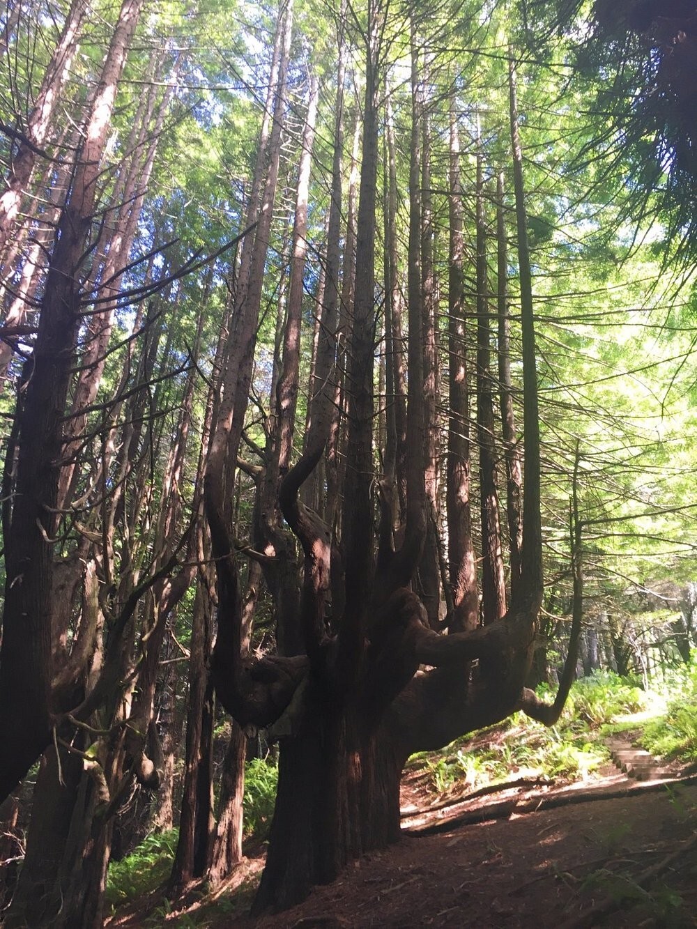 Как ветра и случайность спасли секвойи Затерянного Берега