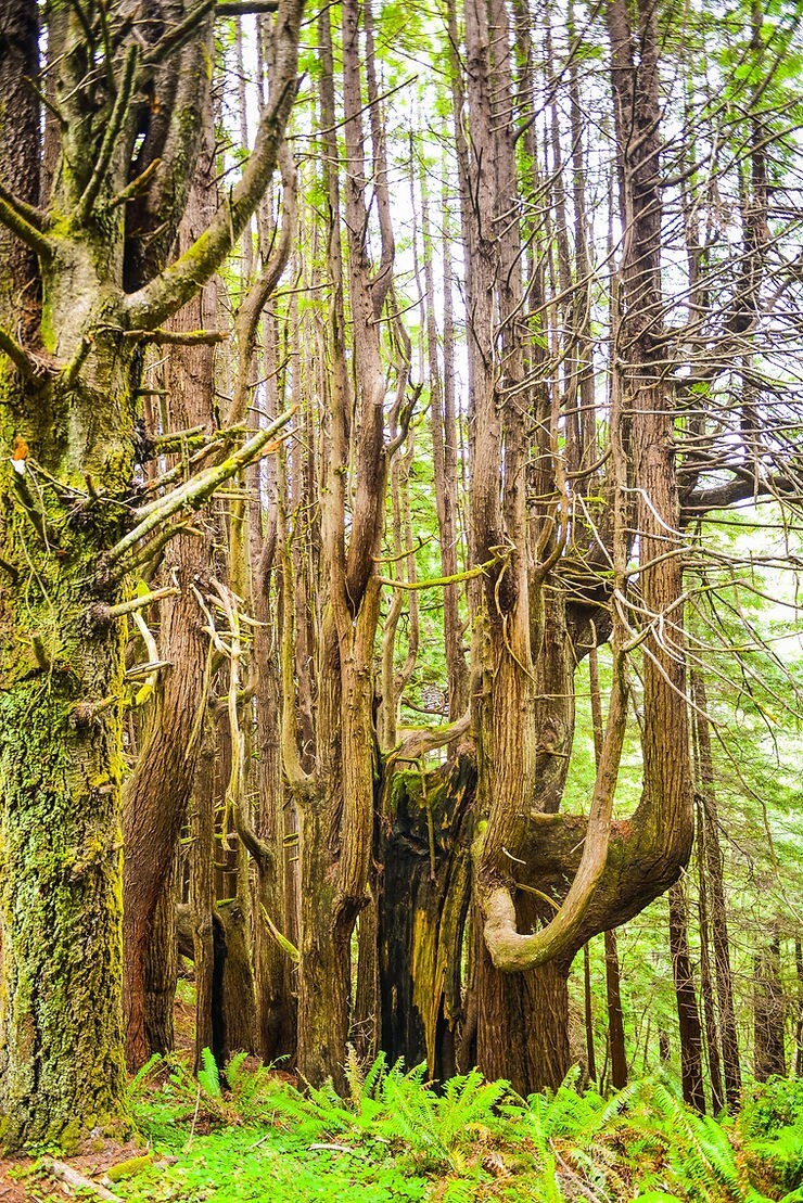 Как ветра и случайность спасли секвойи Затерянного Берега