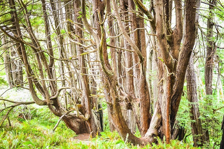 Как ветра и случайность спасли секвойи Затерянного Берега