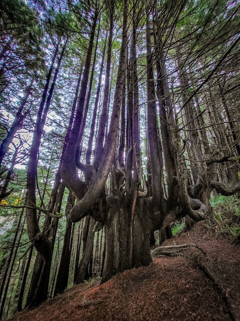 Как ветра и случайность спасли секвойи Затерянного Берега