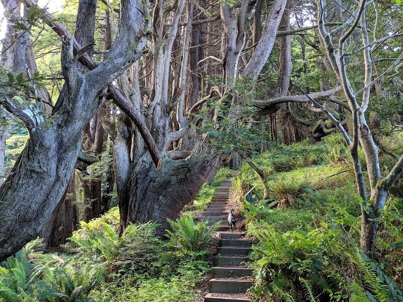 Как ветра и случайность спасли секвойи Затерянного Берега