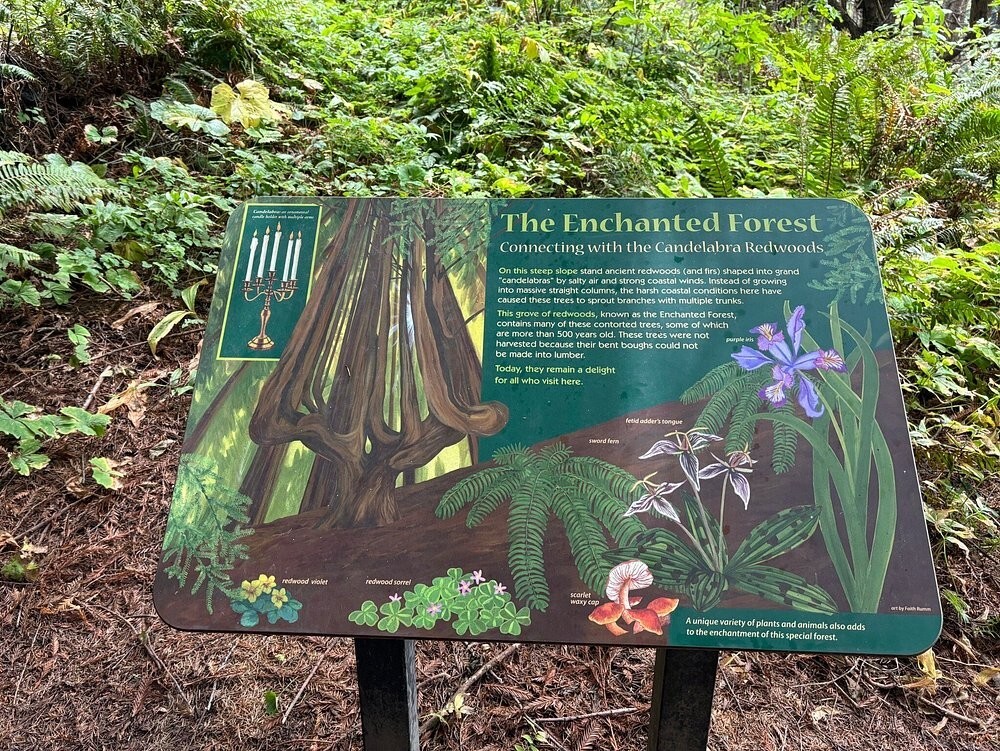 Как ветра и случайность спасли секвойи Затерянного Берега