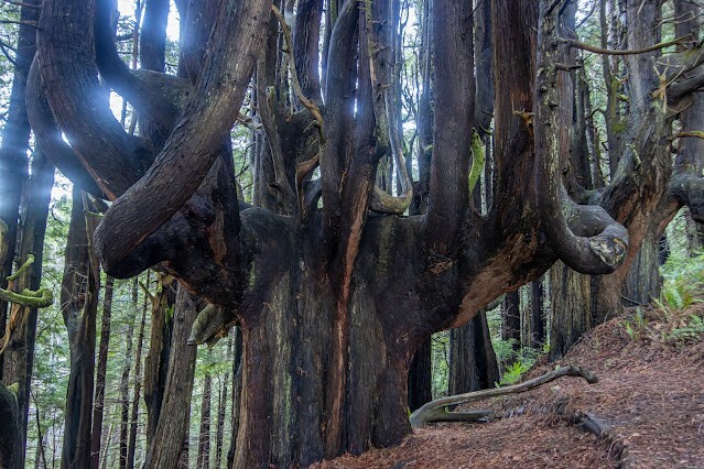 Как ветра и случайность спасли секвойи Затерянного Берега