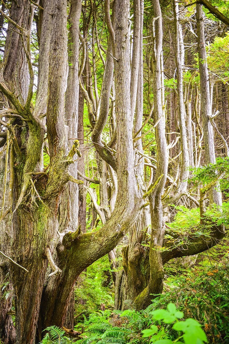 Как ветра и случайность спасли секвойи Затерянного Берега