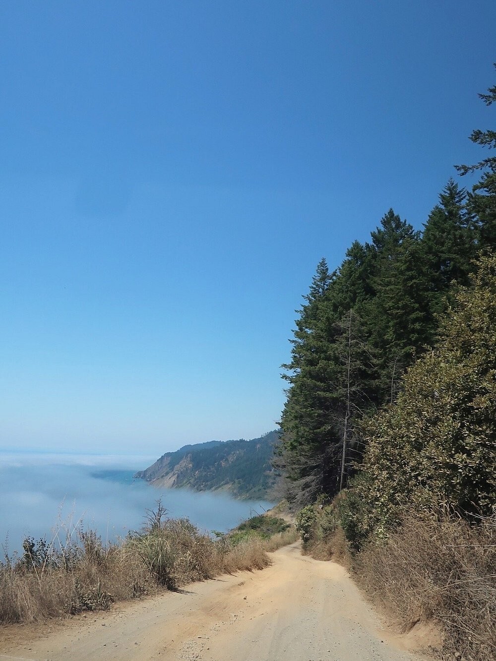 Как ветра и случайность спасли секвойи Затерянного Берега