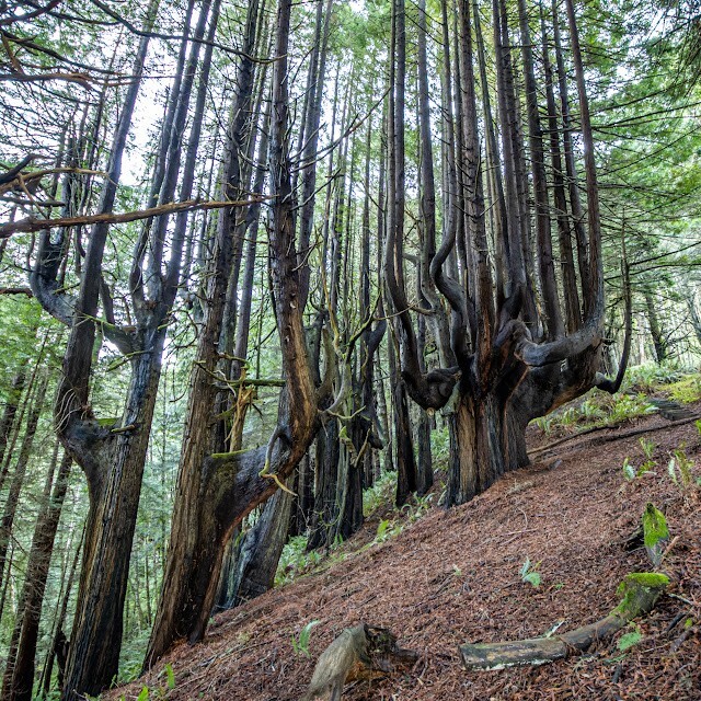 Как ветра и случайность спасли секвойи Затерянного Берега
