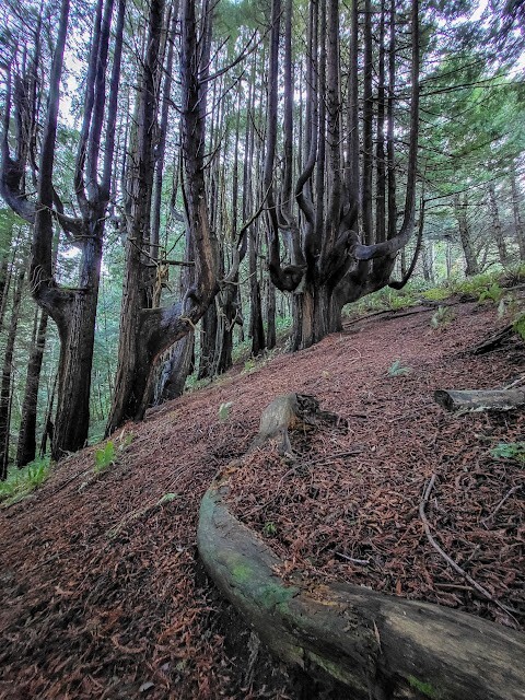 Как ветра и случайность спасли секвойи Затерянного Берега