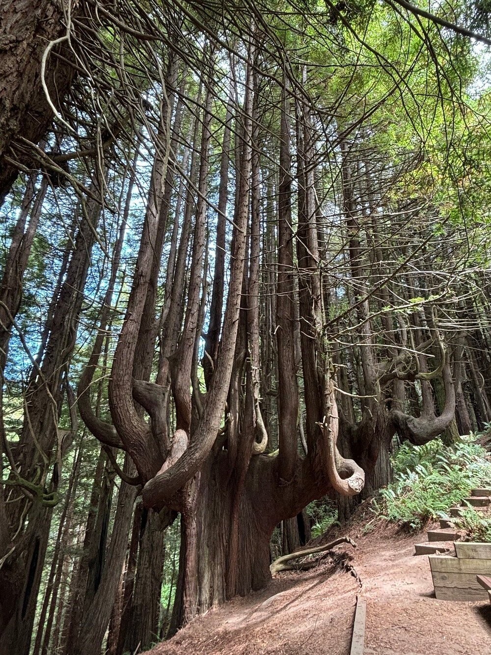Как ветра и случайность спасли секвойи Затерянного Берега