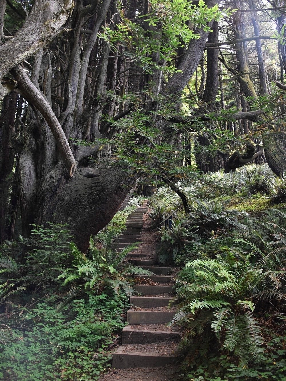 Как ветра и случайность спасли секвойи Затерянного Берега