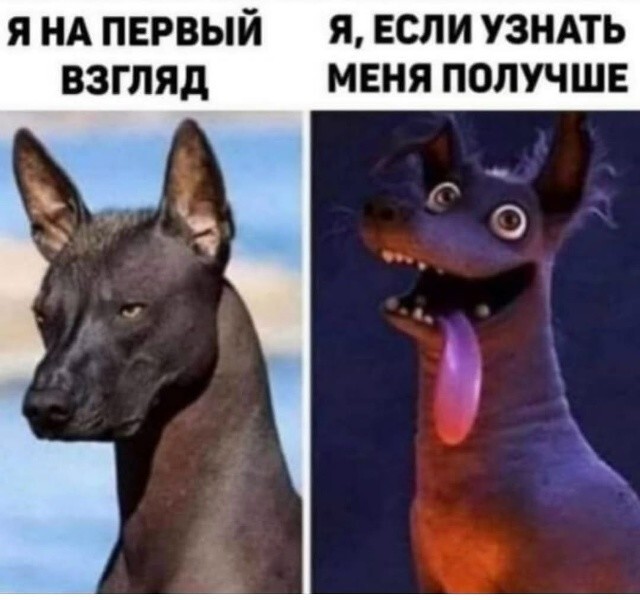 Большая тарелка улыбатора
