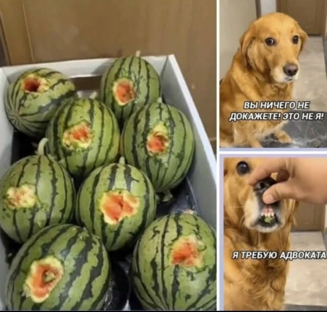 Большая тарелка улыбатора