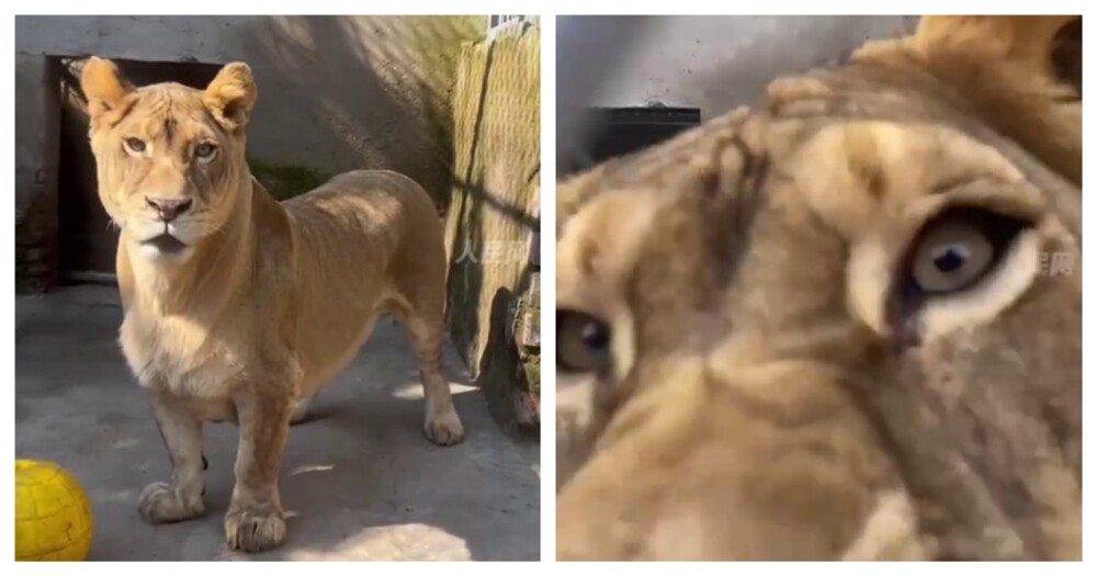 Львица с короткими лапами покоряет интернет