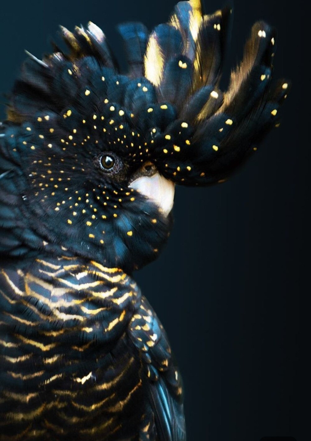 16. Траурный какаду Бэнкса отличается в основном чёрным окрасом оперения