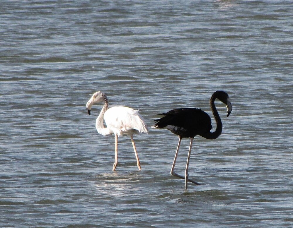 7. Чёрный фламинго - редкая птица, встречающаяся на Кипре