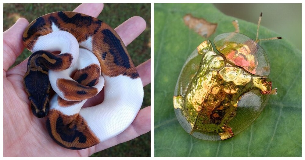 20 примеров нестандартных и аномальных красок природы