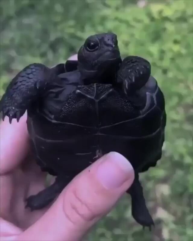 13. Угольно-чёрный детёныш галапагосской черепахи