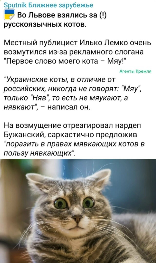 Ща нявные патрули начнут действовать и хана мявноязычным кошкам!!!