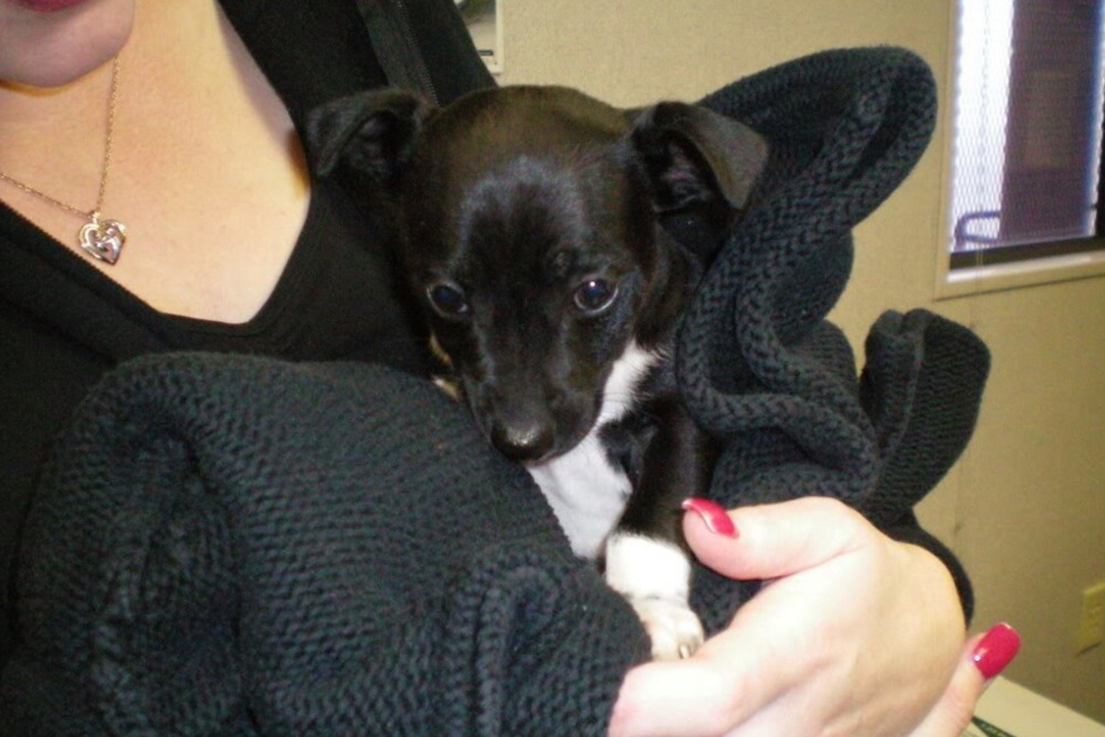 Точно Ангел-Хранитель уберег руку!