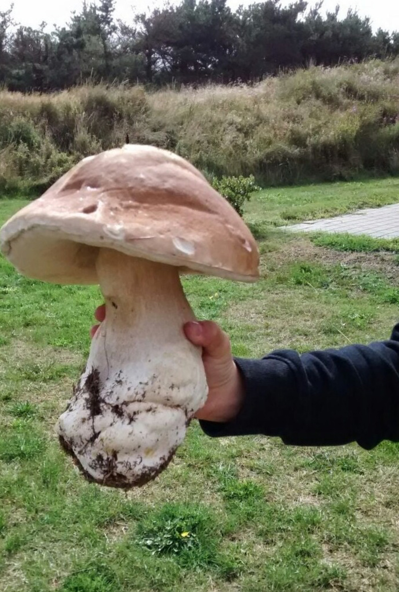 Вот это повезло грибнику!