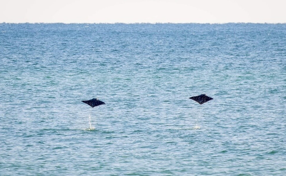 Поймать такой момент — невероятная удача!