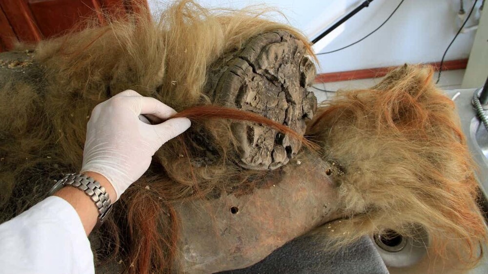 Учёные впервые расшифровали РНК мамонта возрастом 40 тыс. лет