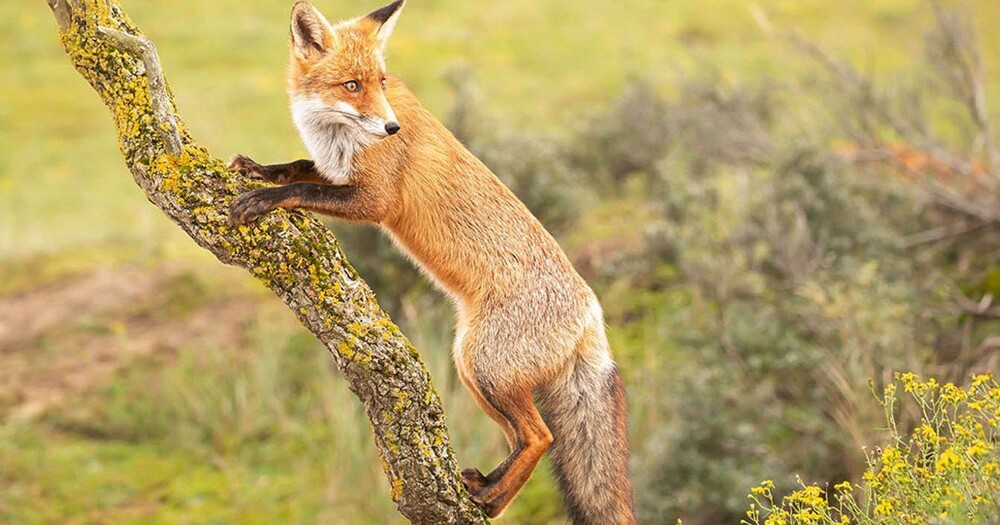 1. Они лазают по деревьям