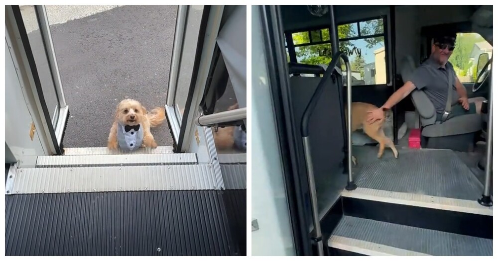 Водитель автобуса для собак: работа мечты