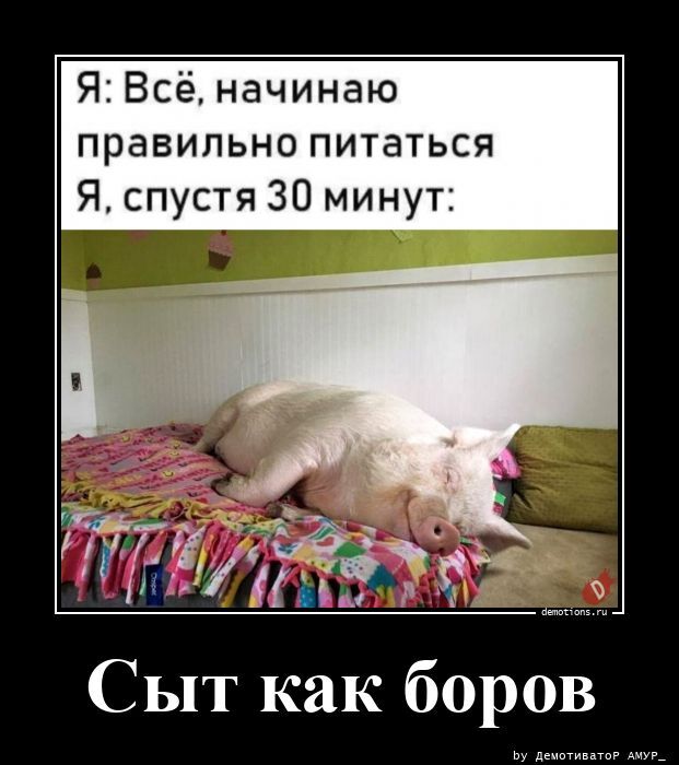 Сыт как боров