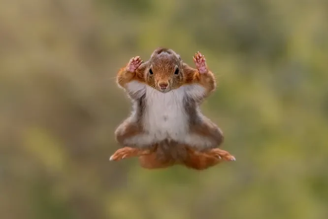 Стыдливый слон и танцующие лемуры: посмотрите на самые смешные фото животных 2025 года!