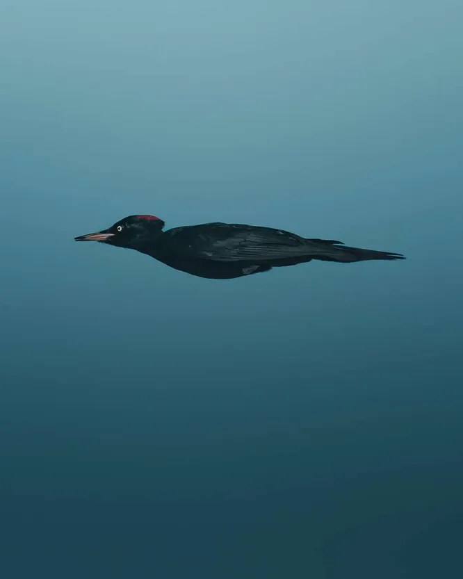 Стыдливый слон и танцующие лемуры: посмотрите на самые смешные фото животных 2025 года!