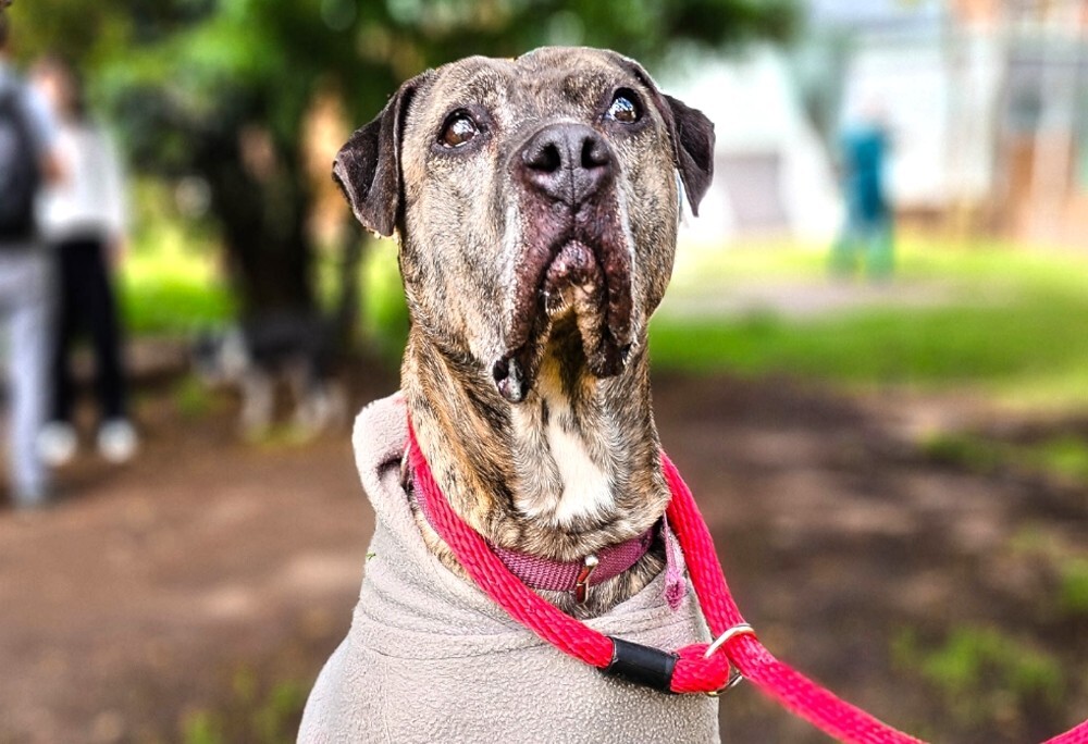 Пожилая собака обрела дом спустя шесть лет после того, как пережила нападение с мачете