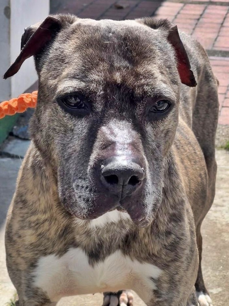 Пожилая собака обрела дом спустя шесть лет после того, как пережила нападение с мачете