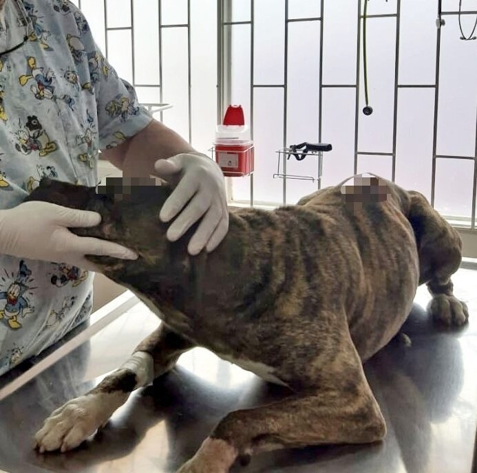 Пожилая собака обрела дом спустя шесть лет после того, как пережила нападение с мачете