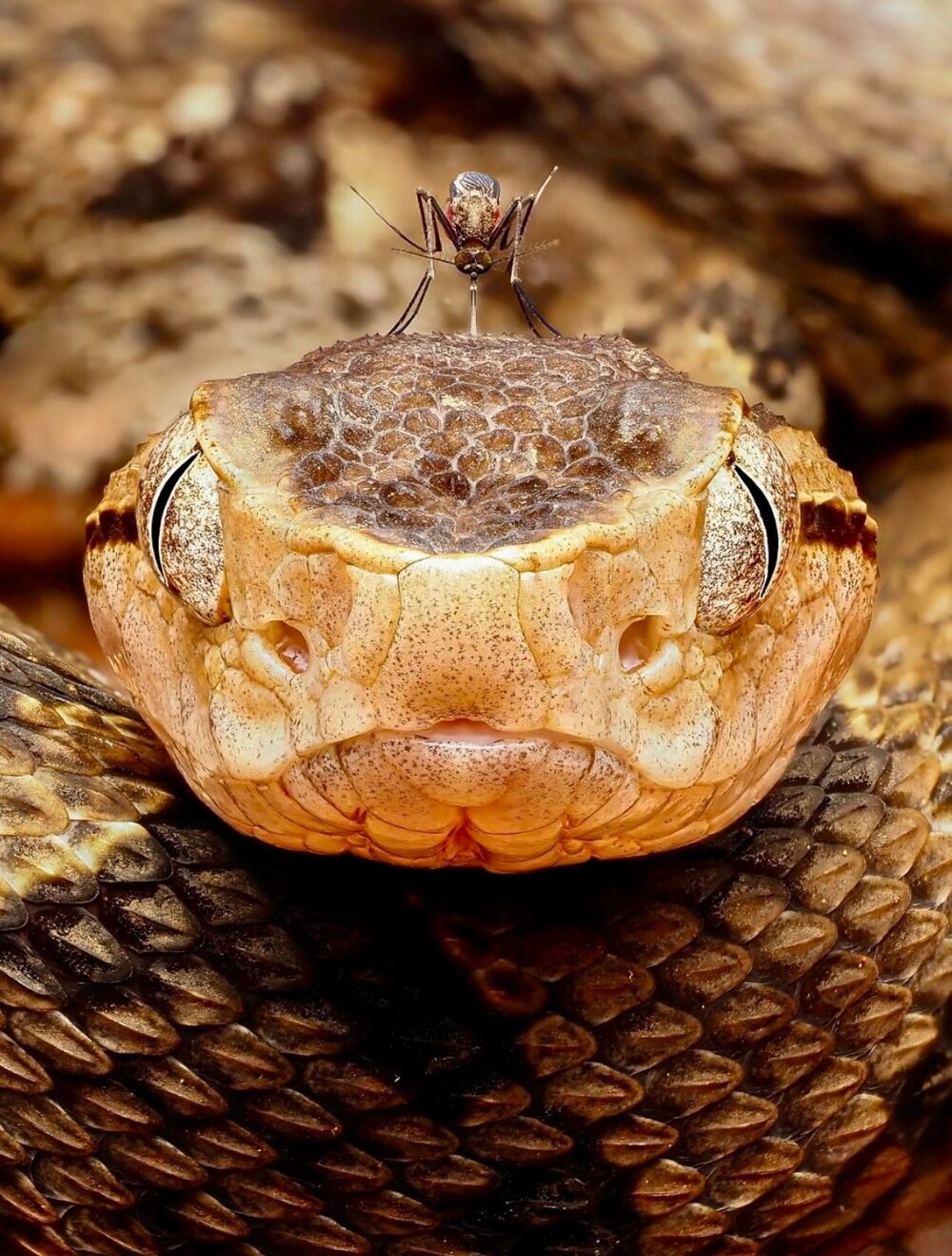 Фотограф заснял, как комар кусает змею