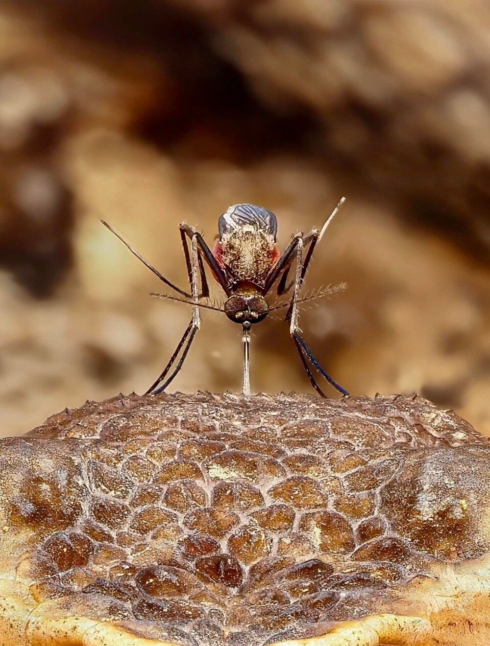 Фотограф заснял, как комар кусает змею