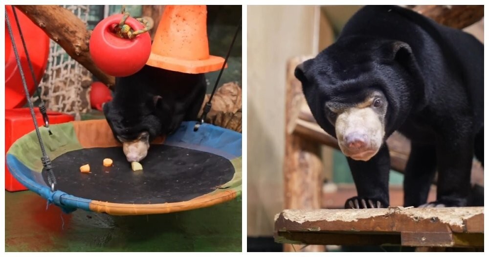 Малайские медвежата-непоседы⁠ из Московского зоопарка