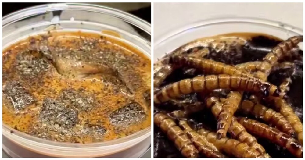 Китайский кофе с тараканами и личинками