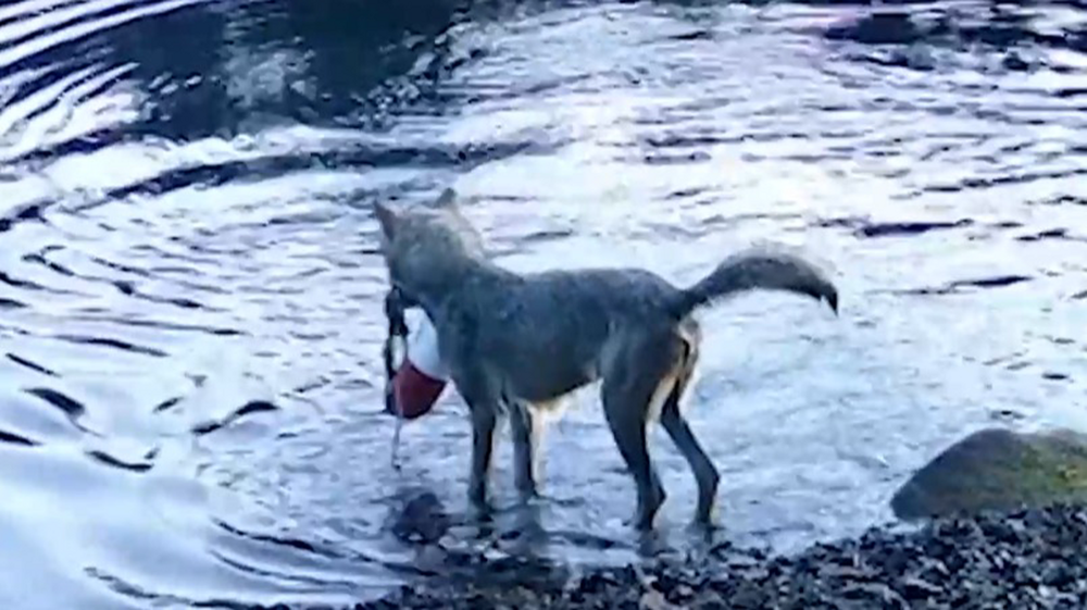 Волчица использовала сеть для ловли рыбы