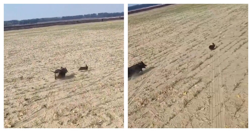 Погоня собаки охотничьей породы за диким зверем