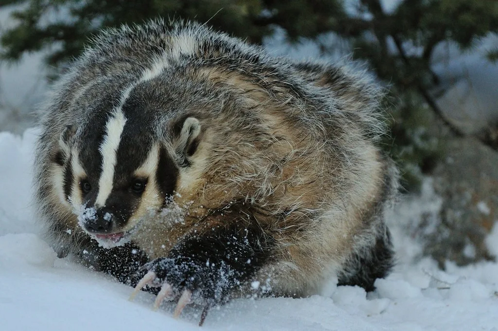 Американский барсук: неадекватный и злой
