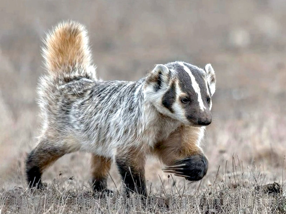 Американский барсук: неадекватный и злой