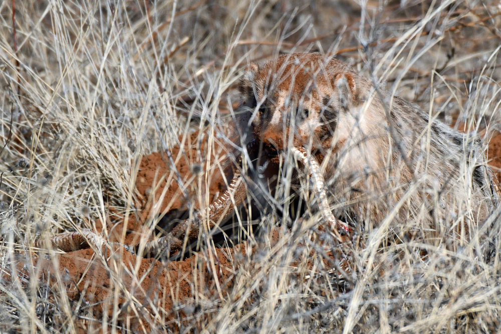 Американский барсук: неадекватный и злой