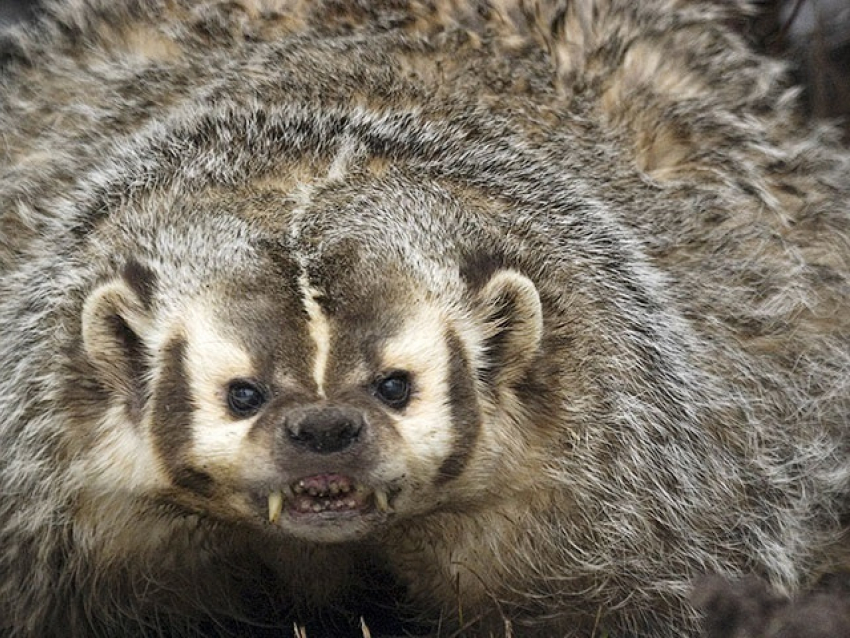 Американский барсук: неадекватный и злой